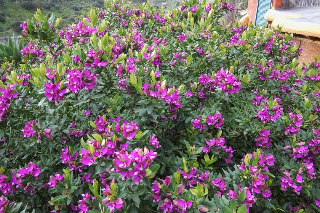 Photo of Outdoor in La Concepcion